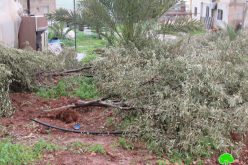 الاحتلال ينفذ جريمة بشعة بحق زيتون بردلة … اقتلاع المئات من الأشجار / محافظة طوباس
