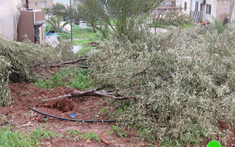 New Crime Against olive trees; uprooting hundreds of trees / Tubas governorate