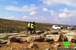 The Israeli occupation ravages lands and uproots trees in Al-Mufqara and Ar-Rakeez –East Yatta