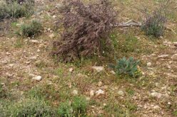 مستعمرو مستعمرة ” عادي عاد” يتلفون 55 شجرة زيتون في بلدة ترمسعيا / محافظة رام الله