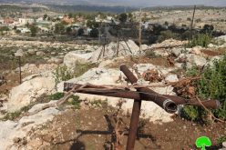 Settlers sabotaged saplings in a Hebron farm