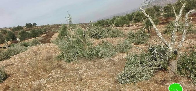In less than a week, another crime against olive trees in Turmus’ayya / Ramallah