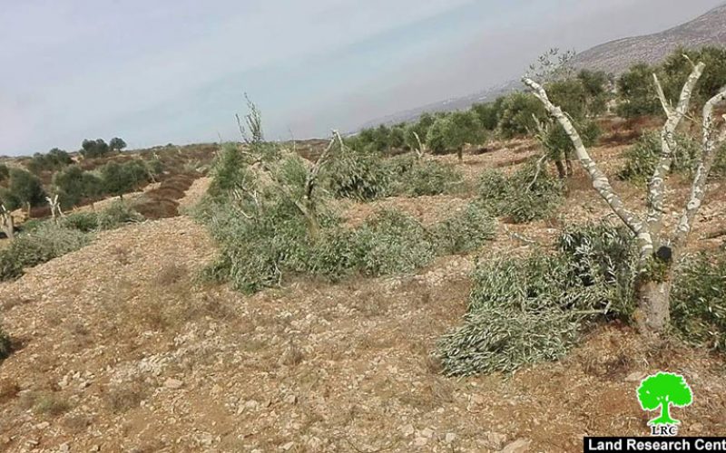 في اقل من أسبوع جريمة أخرى بحق أشجار الزيتون في بلدة ترمسعيا / محافظة رام الله