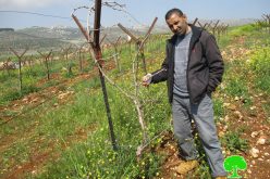 Israeli settlers sabotage trees in Deir Jarir / Ramallah governorate