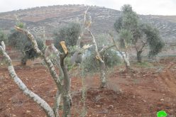 مستعمرو مستعمرة ” ألفيه منشيه” يتلفون 19 شجرة  زيتون  في قرية عسلة / محافظة قلقيلية