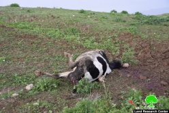 Explosive remnants of military trainings kill number of cows in As-Sakut / Tubas governorate.