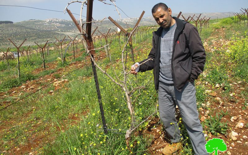 Israeli settlers sabotage trees in Deir Jarir / Ramallah governorate
