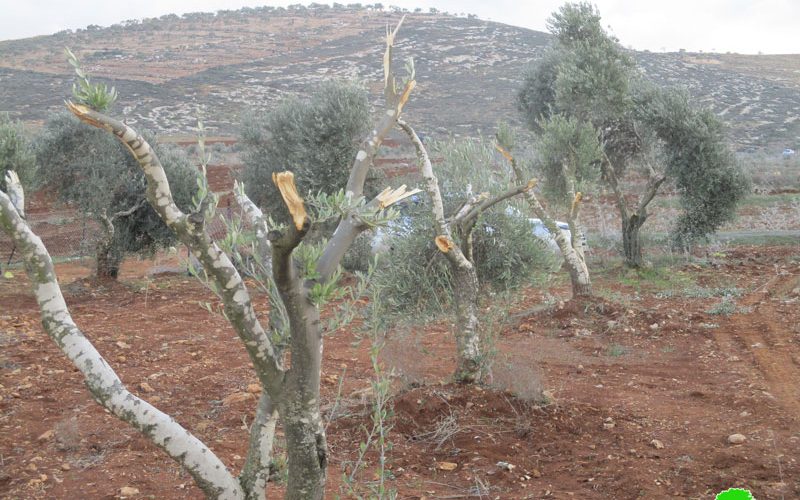 مستعمرو مستعمرة ” ألفيه منشيه” يتلفون 19 شجرة  زيتون  في قرية عسلة / محافظة قلقيلية