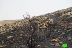 مستعمرون متطرفون يحرقون 75دونماً من الأراضي الزراعية والرعوية في قرية المغير / محافظة رام الله