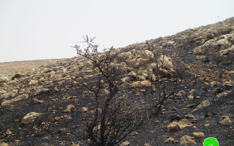 Israeli settlers torch 75 dunums of agricultural and pastoral lands in al-Mughayyir / Ramallah