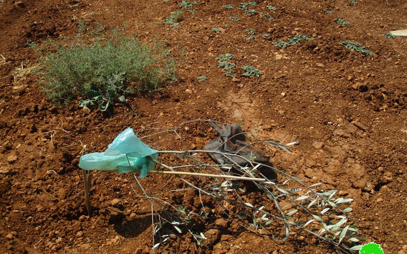 Settlers Sabotage Saplings in Turmusa’yya / Ramallah Governorate