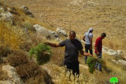 Settlers sabotage olives and Figs sapling in Al-Mu’arajat / Ramallah