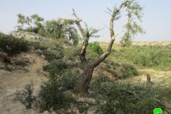 Israeli settlers sabotaged 40 olive trees in Burqa village /Ramallah