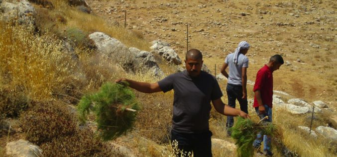 مستعمرون متطرفون يتلفون غراس الزيتون والتين في منطقة المعرجات / محافظة رام الله