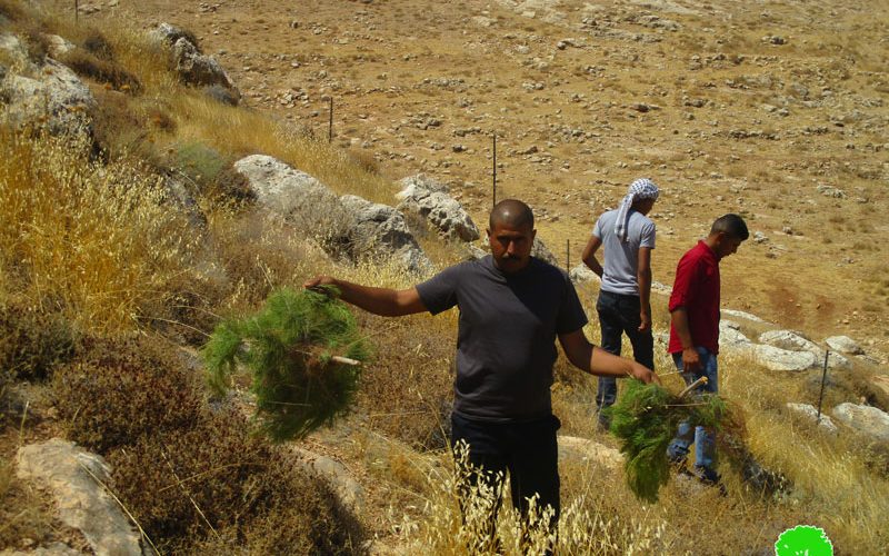 مستعمرون متطرفون يتلفون غراس الزيتون والتين في منطقة المعرجات / محافظة رام الله