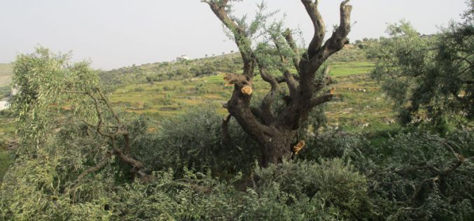 قطع وتخريب 40 شجرة زيتون في قرية برقة شمال شرق رام الله