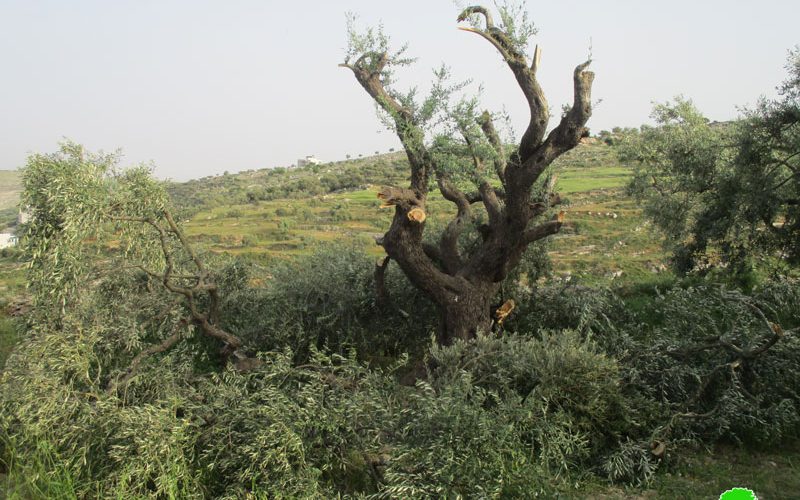 قطع وتخريب 40 شجرة زيتون في قرية برقة شمال شرق رام الله