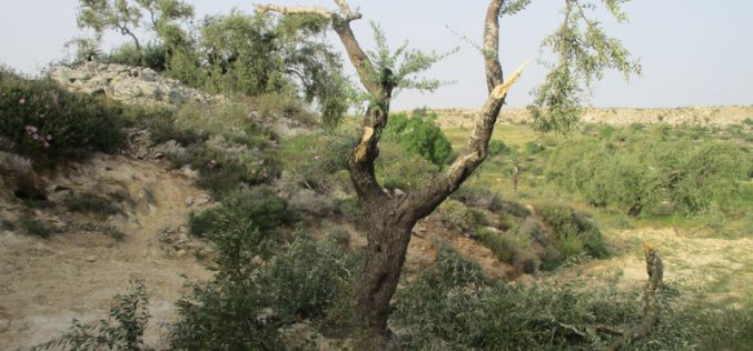 Israeli settlers sabotaged 40 olive trees in Burqa village /Ramallah