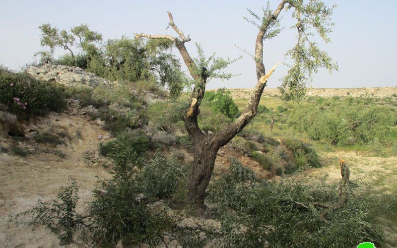 Israeli settlers sabotaged 40 olive trees in Burqa village /Ramallah