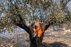 Settles torch 100 aging olive trees in Ein Siniya / Ramallah