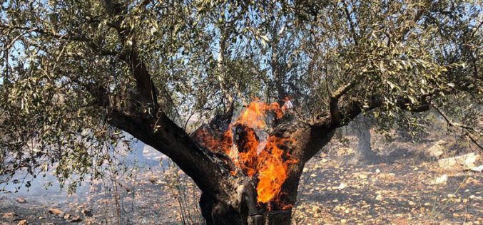 مستعمرون متطرفون يحرقون 100 شجرة زيتون معمّرة في قرية عين سينيا / محافظة رام الله