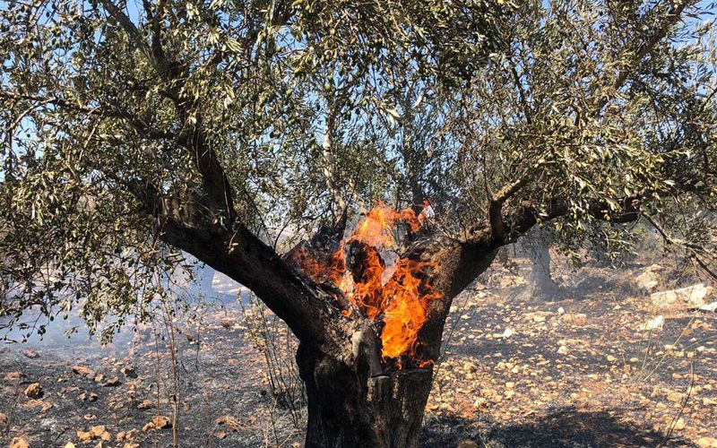 Settles torch 100 aging olive trees in Ein Siniya / Ramallah