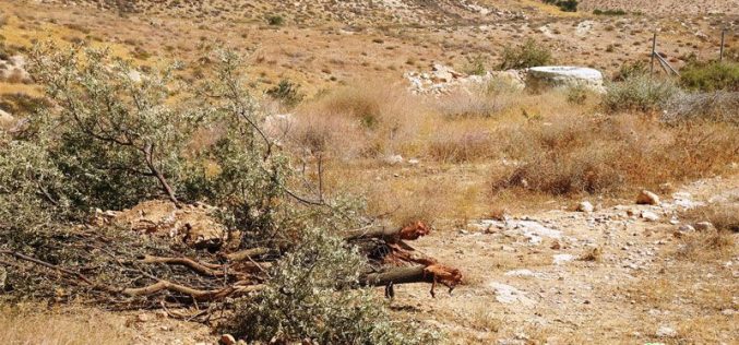 The Israeli Occupation destroys a Pastoral reserve in Umm Al-Khair east Yatta/ Hebron governorate