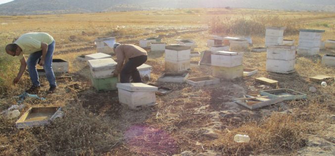 IOF wreck 27 beehives in Bardala village/ Tubas governorate