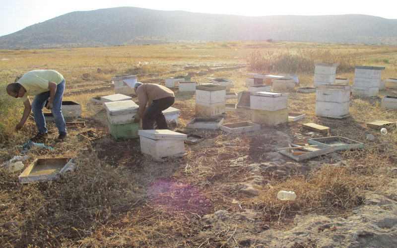 IOF wreck 27 beehives in Bardala village/ Tubas governorate