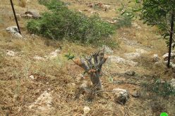 قلع 400 شجرة  وهدم بئرين في منطقة ” ام كبيش” / محافظة طوباس