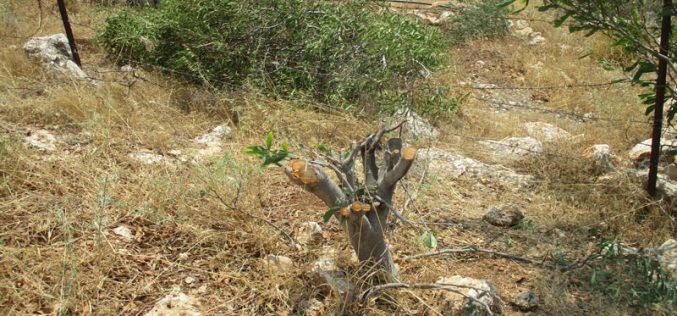 The Israeli Occupation Uproots 400 trees  and  destroys two cisterns in “Umm Kbaish”/ Tubas Governorate
