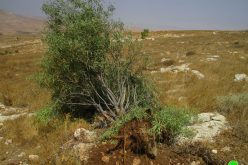 The occupation authorities destroyed cisterns and ravaged lands in “Umm Kbaish”/ Tubas governorate