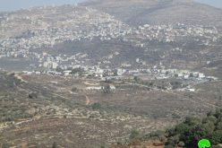 Israeli settlers steal the harvest of 35 olive trees in Yasouf / Salfit governorate
