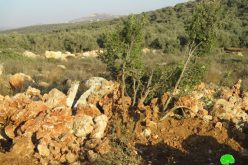 تجريف 10 دونمات زراعية في قرية فرخة بمحافظة سلفيت