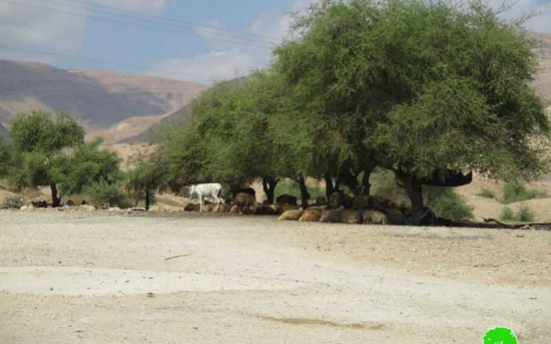الاقتراب من المراعي الفلسطينية أصبح محفوفاً بالمخاطر بفعل المستعمرين في منطقة رأس العوجا / محافظة أريحا