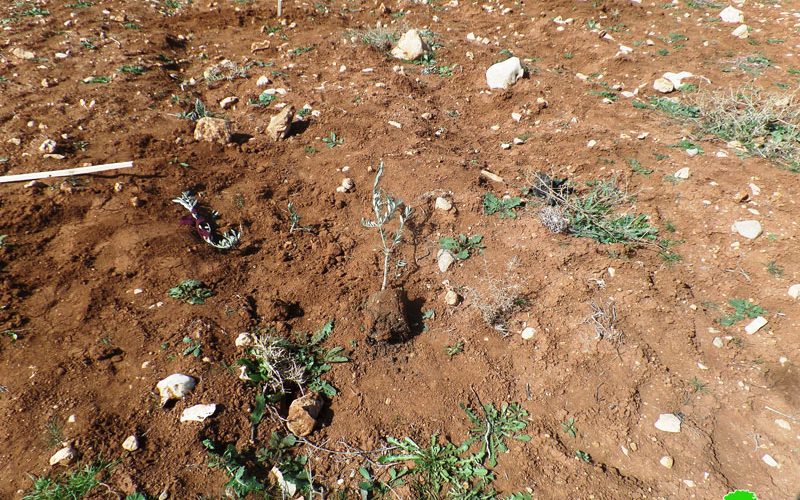 Settlers uproot 60 olive seedlings Ash-Shuyukh