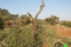 Just in time of olive harvesting season, Israeli settlers steal the harvest of 60 olive trees in Yasouf / Salfit governorate