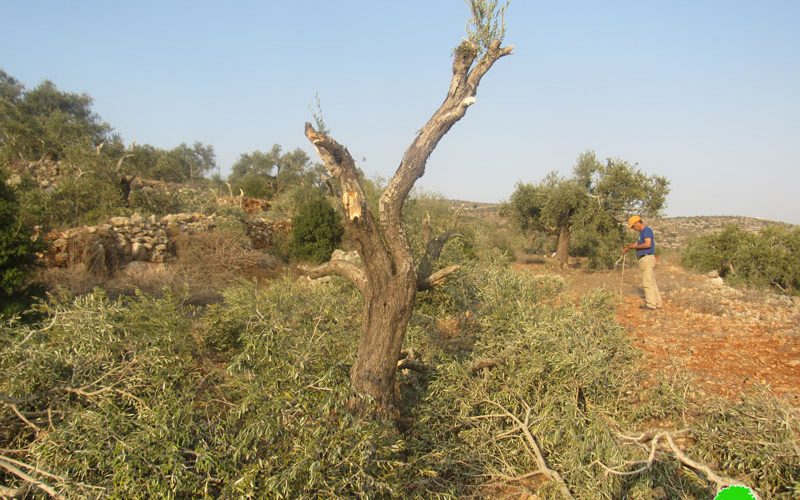 Just in time of olive harvesting season, Israeli settlers steal the harvest of 60 olive trees in Yasouf / Salfit governorate