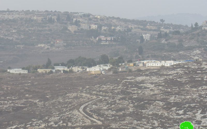 Settlers steal olive harvest from olive groves in Fara’ata / Qalqilya Governorate