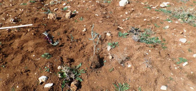 Settlers uproot 60 olive seedlings Ash-Shuyukh