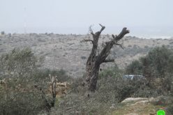 مستعمرو ” بروخين” يتلفون 15 شجرة زيتون معمرة  في بلدة كفر الديك / محافظة سلفيت