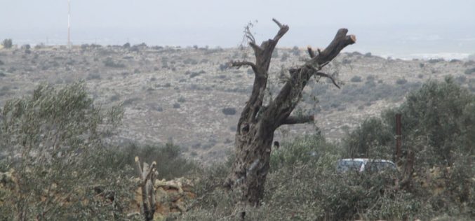 Settlers of “Bruchin” sabotage 15 aging olive trees in Kafr Ad-Dik / Salfit governorate