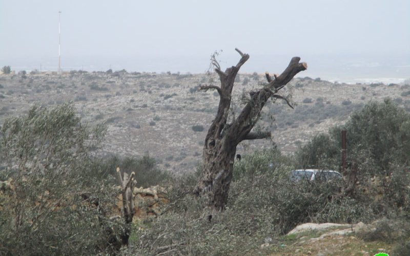 Settlers of “Bruchin” sabotage 15 aging olive trees in Kafr Ad-Dik / Salfit governorate