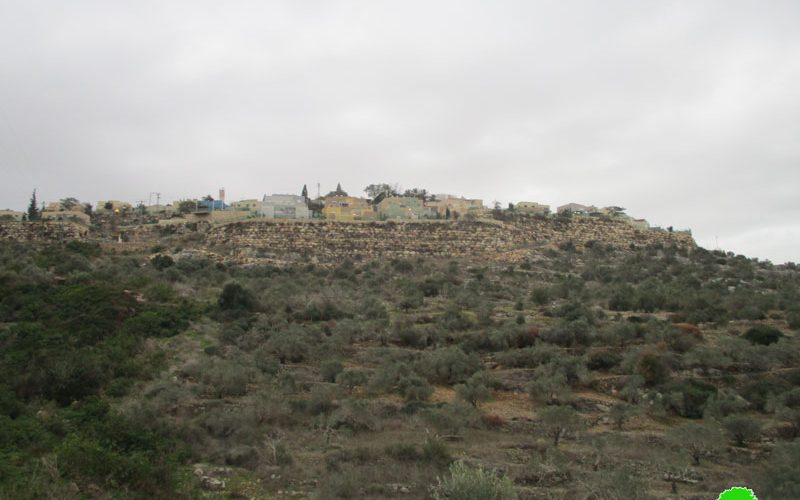 Settlers of “Karnei Shamron” pollute olive groves in Kafr LAqif village / Qalqilya governorate