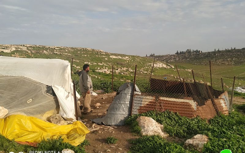 Settlers steal 25 head of sheep from Khirbet Jaba’ait / Ramallah governorate