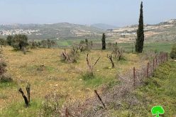 Israeli Violations in the time of Corona: “Adei Ad” settlers cut down 180 fruitful olive trees/ north Ramallah