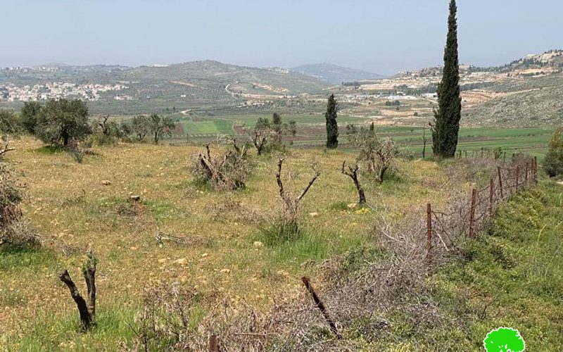 Israeli Violations in the time of Corona: “Adei Ad” settlers cut down 180 fruitful olive trees/ north Ramallah