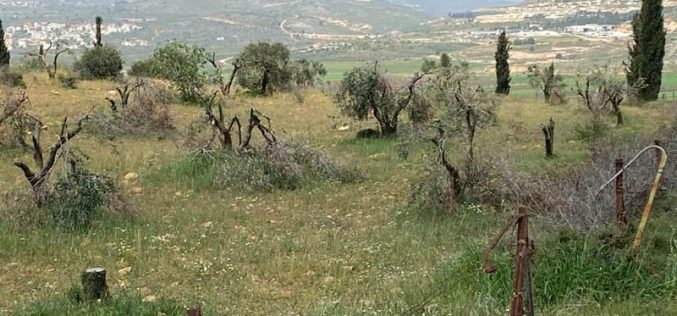 الانتهاكات الإسرائيلية في ظل كورونا: مستعمرو مستعمرة ” عادي عاد”  يقطعون 180 شجرة زيتون  مثمرة  شمال مدينة رام الله
