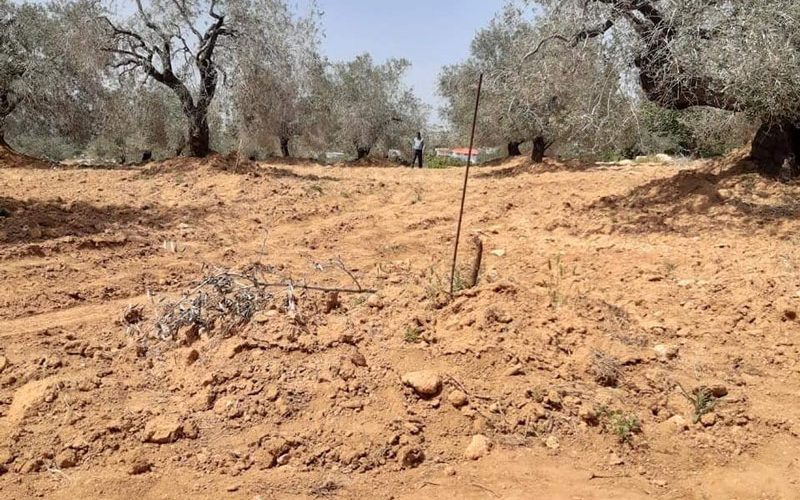 Israeli violations in the time of Corona: Settlers of “Nireya” cut down 51 olive saplings of Ras Karkar village north Ramallah