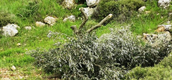 الانتهاكات الاسرائيلية في ظل كورونا: المستعمرون ينفذون عدداً من الاعتداءات على مواطني بلدة يطا وممتلكاتهم / محافظة الخليل